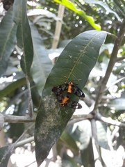 Lepidoptera