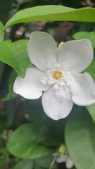 Wrightia antidysenterica