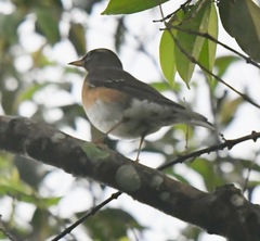 Turdus obscurus
