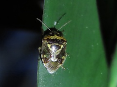 Menida formosa