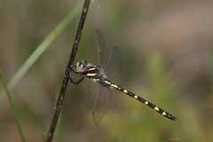 Cordulegaster bilineata