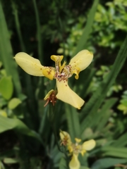 Trimezia martinicensis