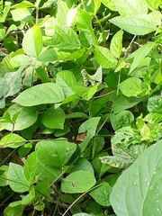 Papilionoidea