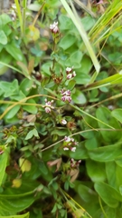Trifolium variegatum geminiflorum