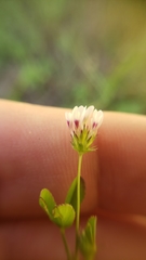 Trifolium variegatum geminiflorum