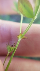 Trifolium variegatum geminiflorum