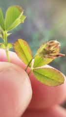 Trifolium variegatum geminiflorum