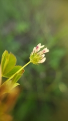 Trifolium variegatum geminiflorum