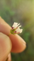 Trifolium variegatum geminiflorum