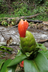 Costus weberbaueri