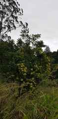 Harpephyllum caffrum