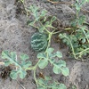Hybrid Watermelon - Photo (c) Riana Fourie, some rights reserved (CC BY-NC), uploaded by Riana Fourie