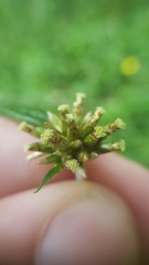 Euchiton gymnocephalus