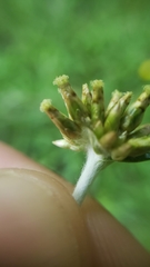 Euchiton gymnocephalus