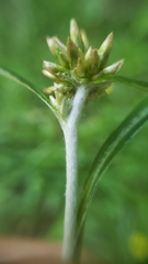 Euchiton gymnocephalus