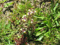 Triphysaria eriantha