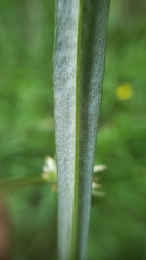 Euchiton gymnocephalus