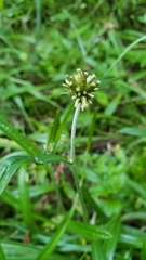 Euchiton gymnocephalus