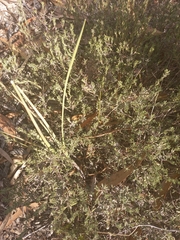 Hibbertia crinita