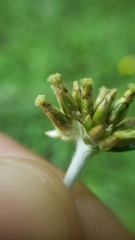 Euchiton gymnocephalus