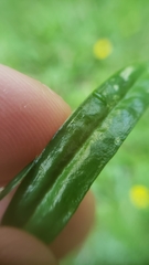 Euchiton gymnocephalus