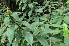 Costus weberbaueri