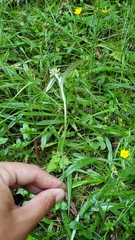 Euchiton gymnocephalus