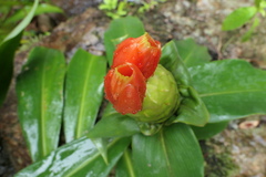 Costus weberbaueri