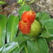 Costus weberbaueri - Photo (c) Dave Skinner, some rights reserved (CC BY-NC), uploaded by Dave Skinner