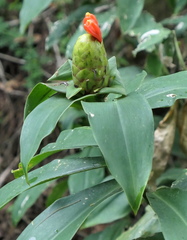 Costus weberbaueri