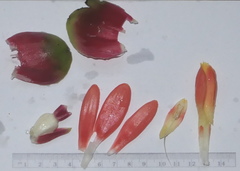 Costus weberbaueri