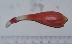 Costus weberbaueri