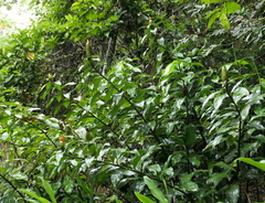 Costus weberbaueri