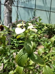 Mussaenda philippica