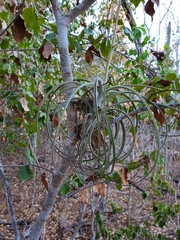 Tillandsia exserta