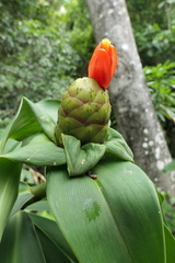 Costus weberbaueri