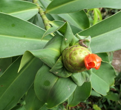 Costus weberbaueri