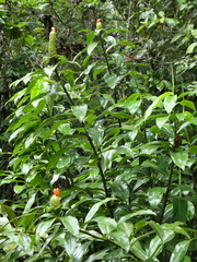 Costus weberbaueri