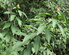 Costus weberbaueri