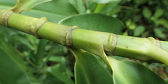 Costus weberbaueri