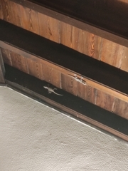 Ptyodactylus hasselquistii