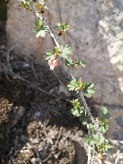 Ribes aciculare