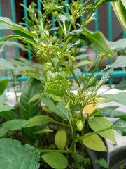 Physalis angulata