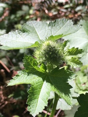 Sidalcea malachroides