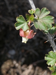 Ribes aciculare
