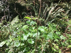 Sidalcea malachroides