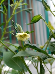 Physalis angulata