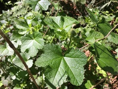 Sidalcea malachroides