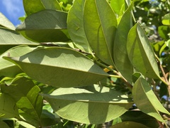 Syzygium simile