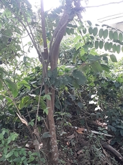 Tracheophyta